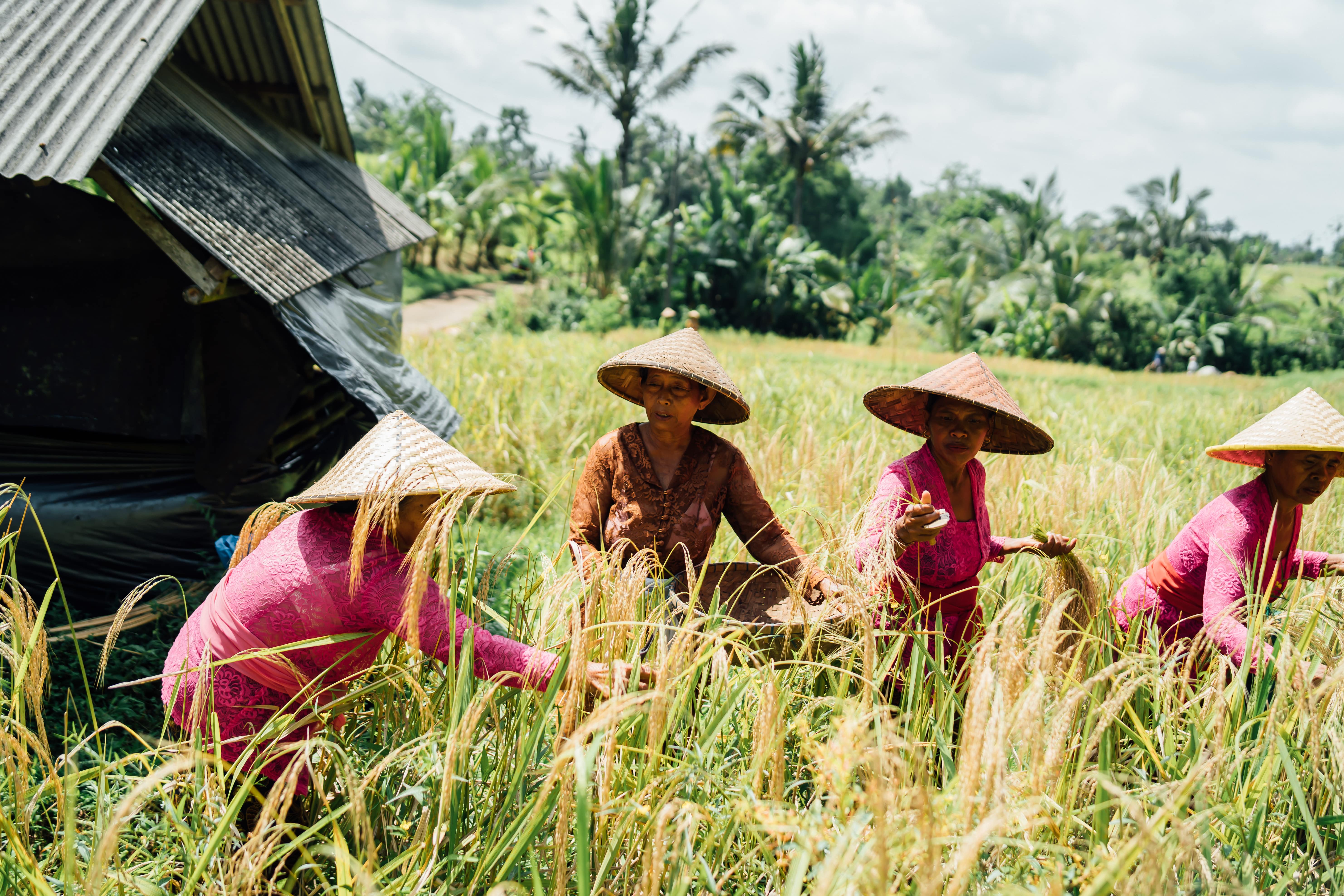 Pengalaman panen, atau menanam padi di sawah.