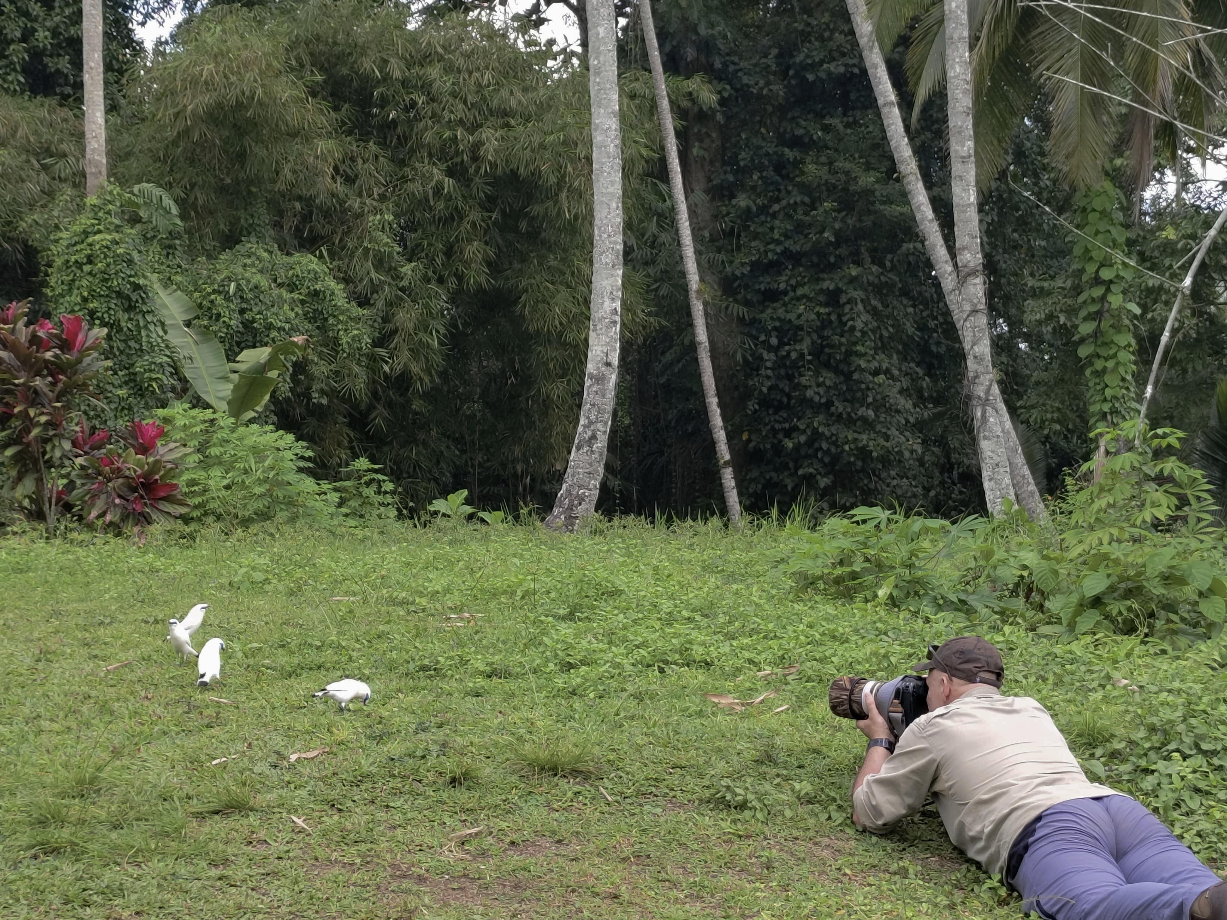 Bersiap mengambil foto terbaik Jalak Bali